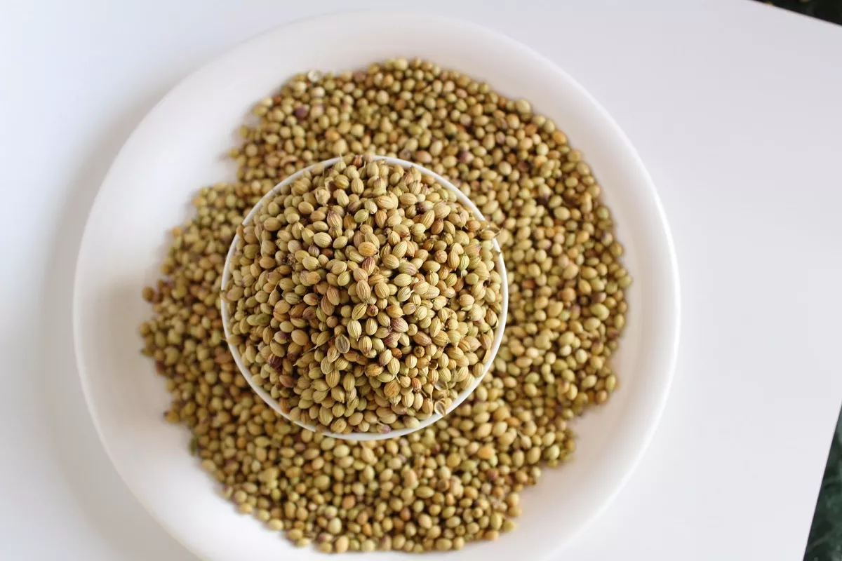 Семена кориандра добавляют в различные блюда, также из них варят целебный отвар