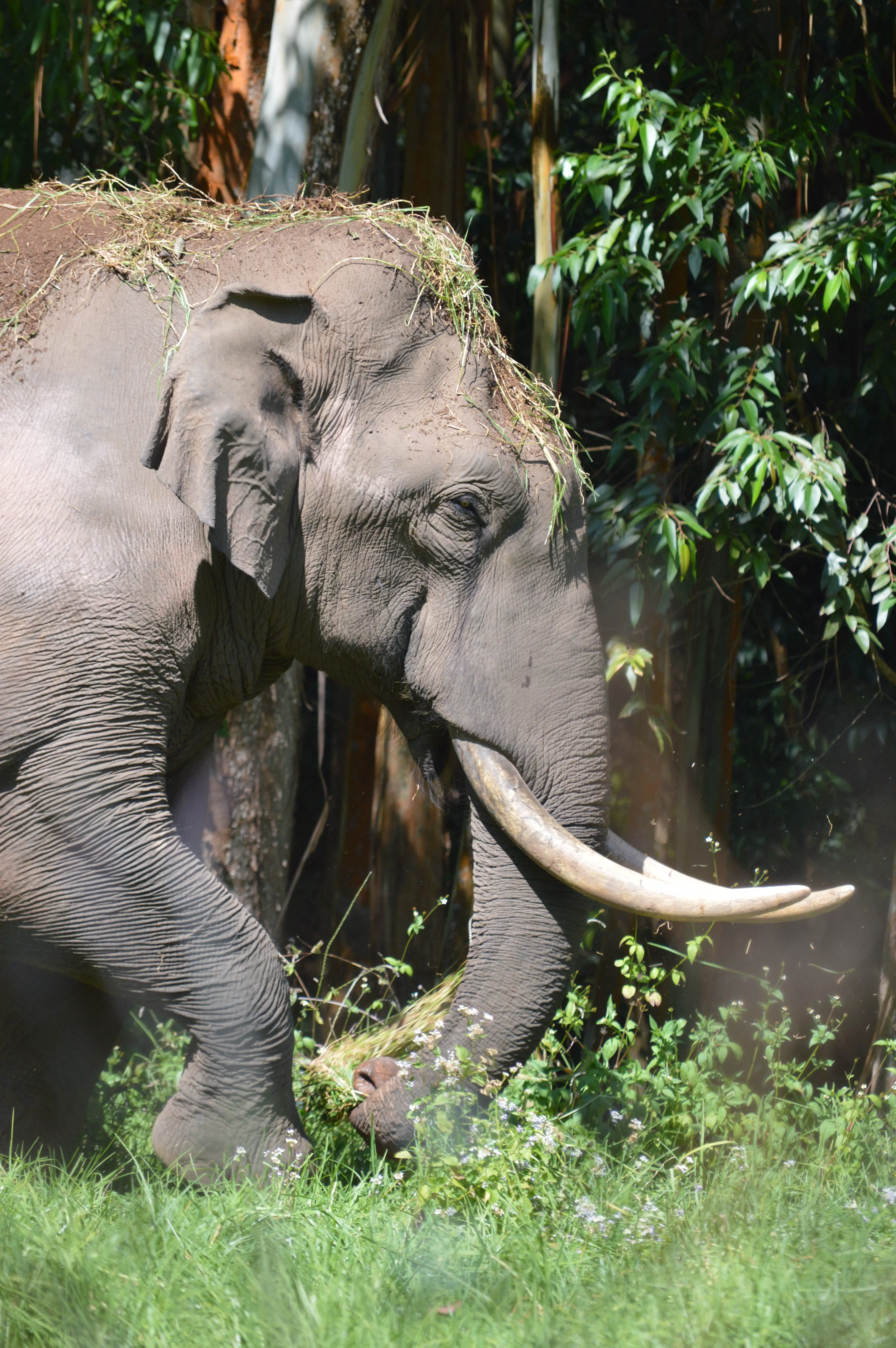 Центр реабилитации слонов в Пхукете под открытым небом