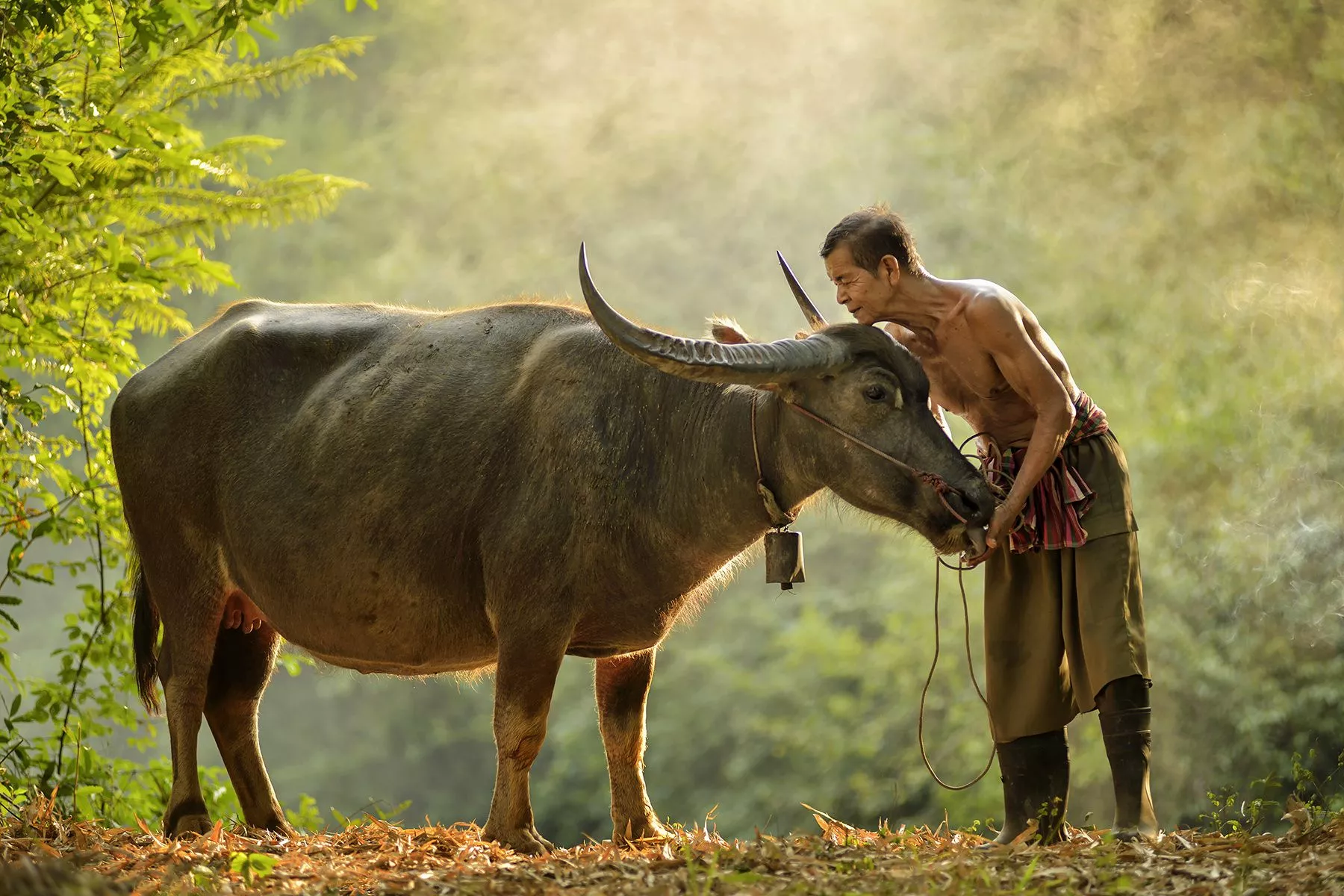 В Таиланде власти разыгрывали среди вакцинированных жителей живых коров. Фото: oum.ru