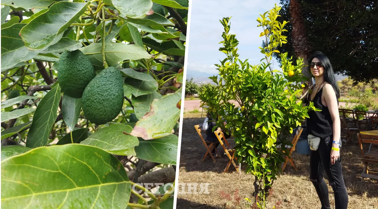 Андалусия – рай на земле, где авокадо и лимоны можно потрогать руками прямо на дереве
