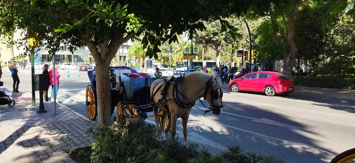 В Малаге на каждом шагу предлагают покататься на лошадях