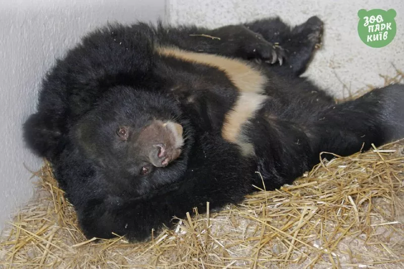 Ведмеді збираються на зимову сплячку. Фото: Київзоо