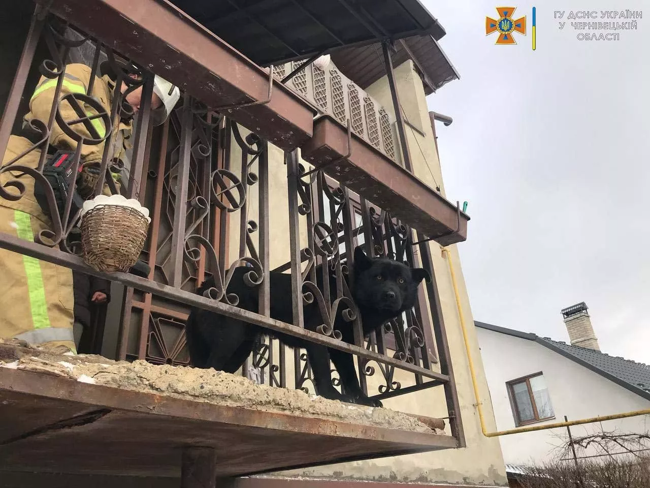 Пес застрял в ограждении на балконе. Фото: ГСЧС Черновицкой области