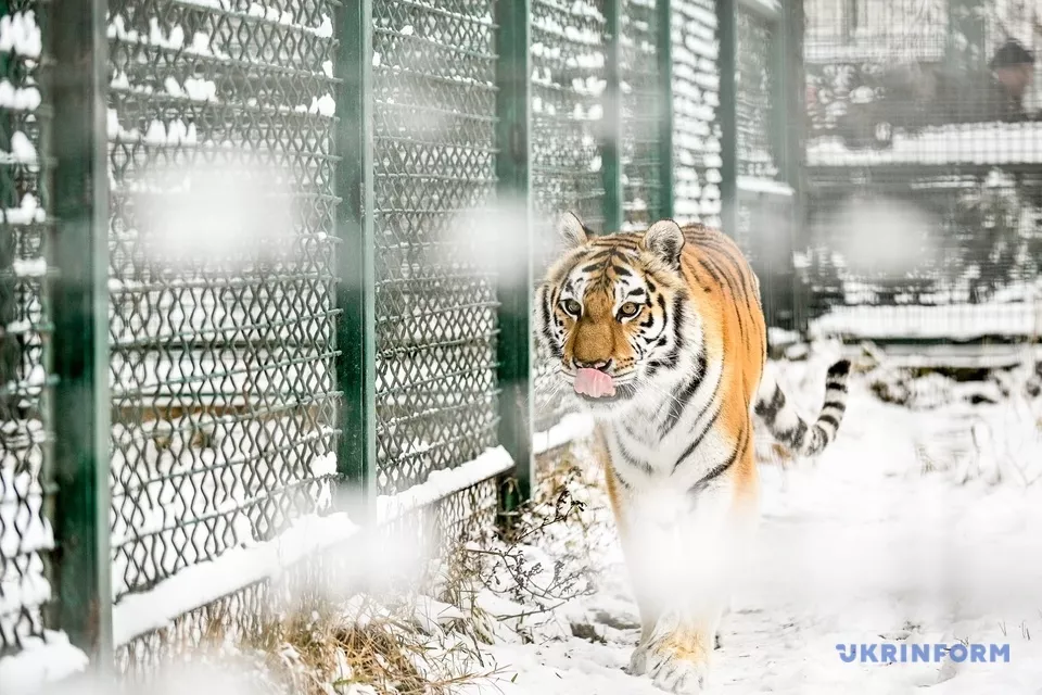 Бенгальские и уссурийские тигры вышли на прогулку. Фото: Укринформ