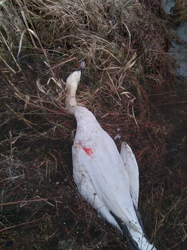 Невідомі застрелили лебедя. Фото: сайт "Радар"