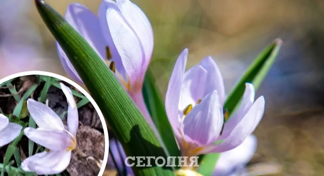 Цветы расцвели вблизи города Татарбунары на небольшой поляне/Фото: Facebook, автор — Иван Русев, коллаж: "Сегодня"