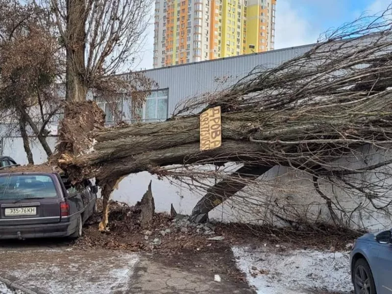 Более 100 деревьев упало в столице