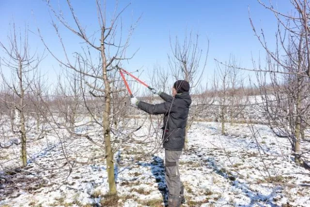 Как обрезать деревья зимой / Фото: unsplash
