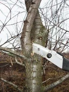 Як обрізати дерева взимку / Фото: unsplash 
