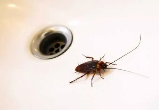 Как избавиться от тараканов / Фото: pinterest