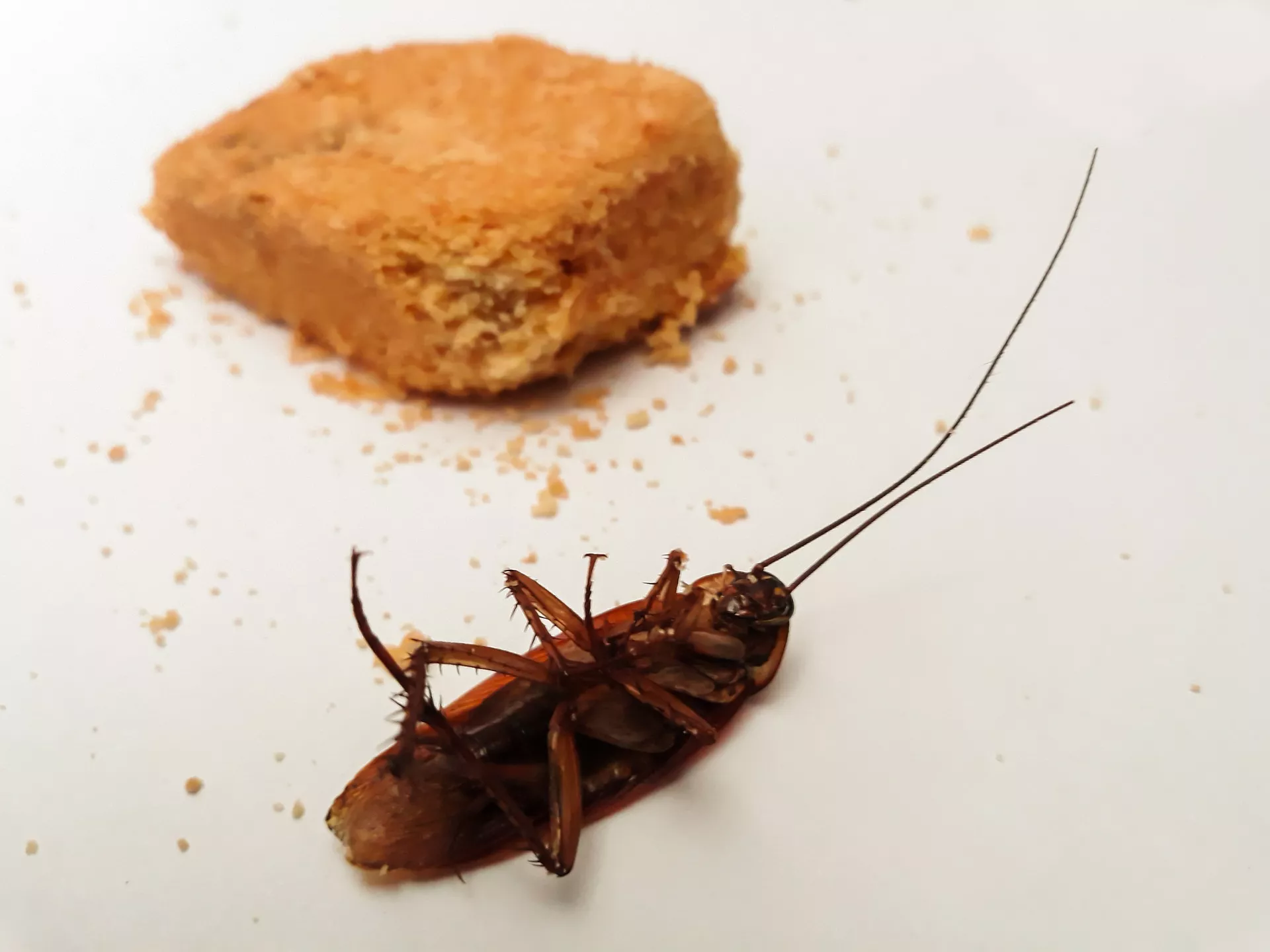 Как избавиться от тараканов / Фото: pixabay