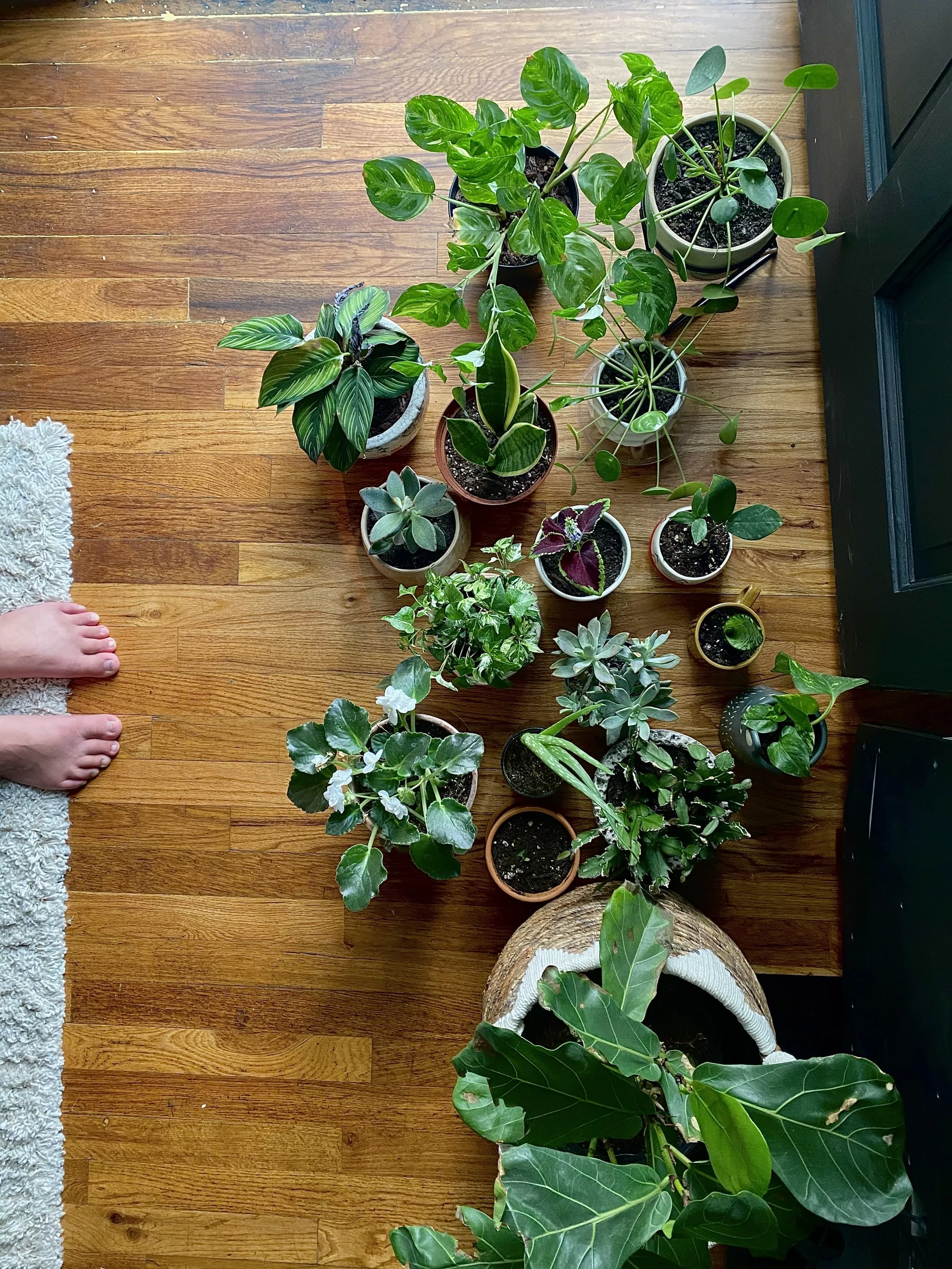Як доглядати за листям кімнатних рослин / Фото: unsplash 