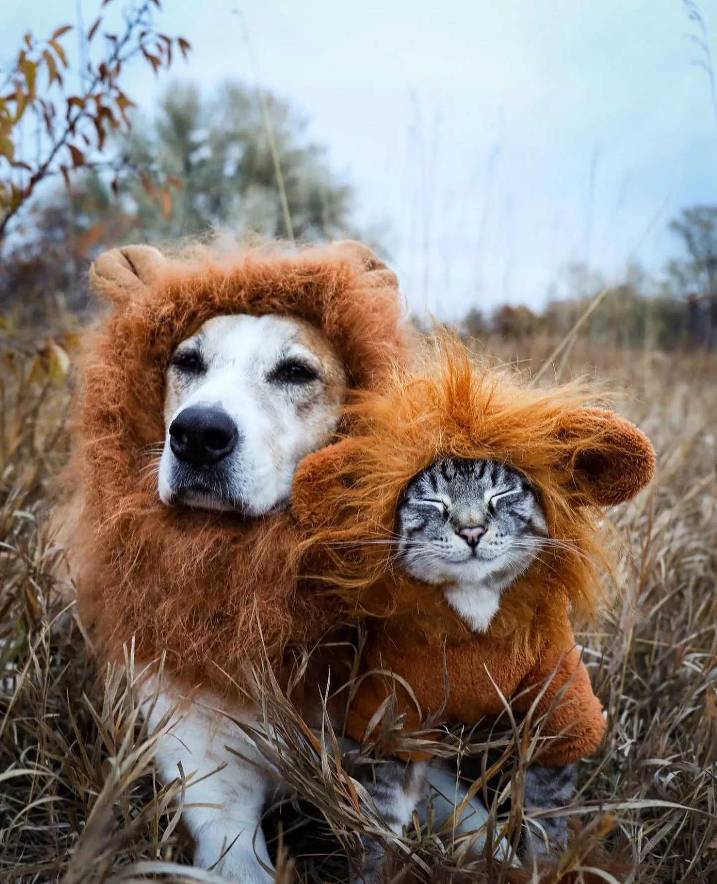 Самые трогательные и смешные фото лучших друзей в мире пса Генри и кота Балу