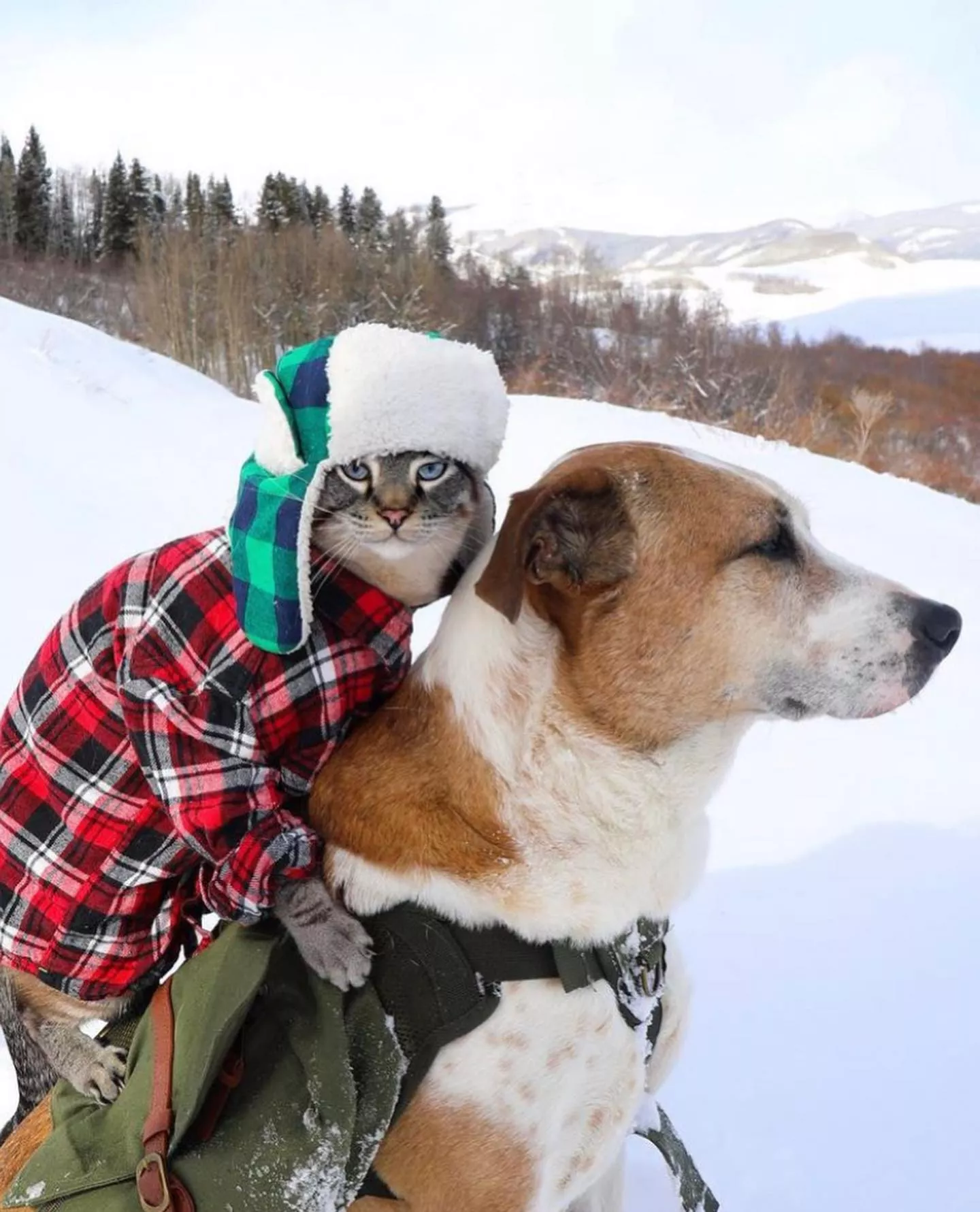 Самые трогательные и смешные фото лучших друзей в мире пса Генри и кота Балу