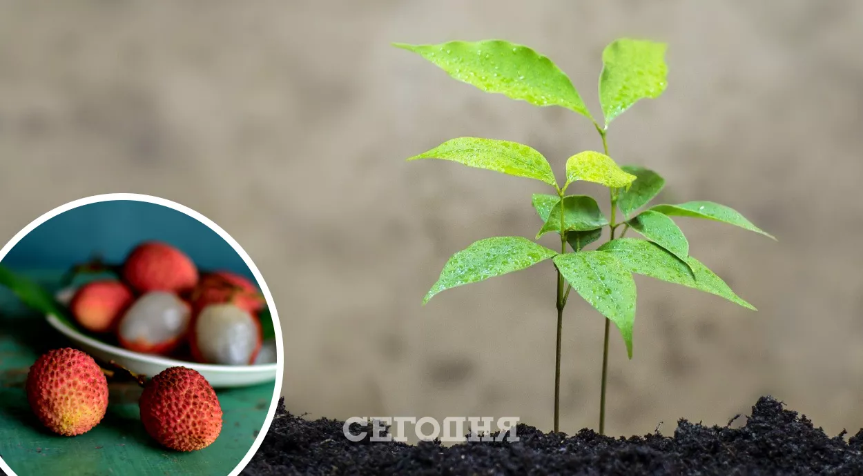 Как вырастить из косточки растения / Фото: pixabay, Коллаж Сегодня