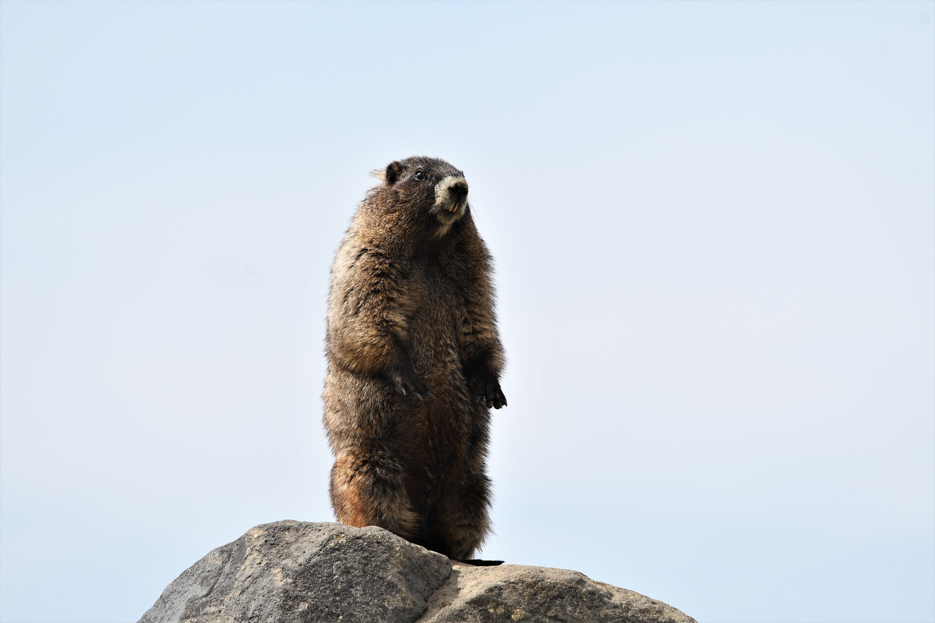 Сурок петербург. Девочка сурок. Седой сурок. Девушка с сурком. Marmot vs Groundhog.