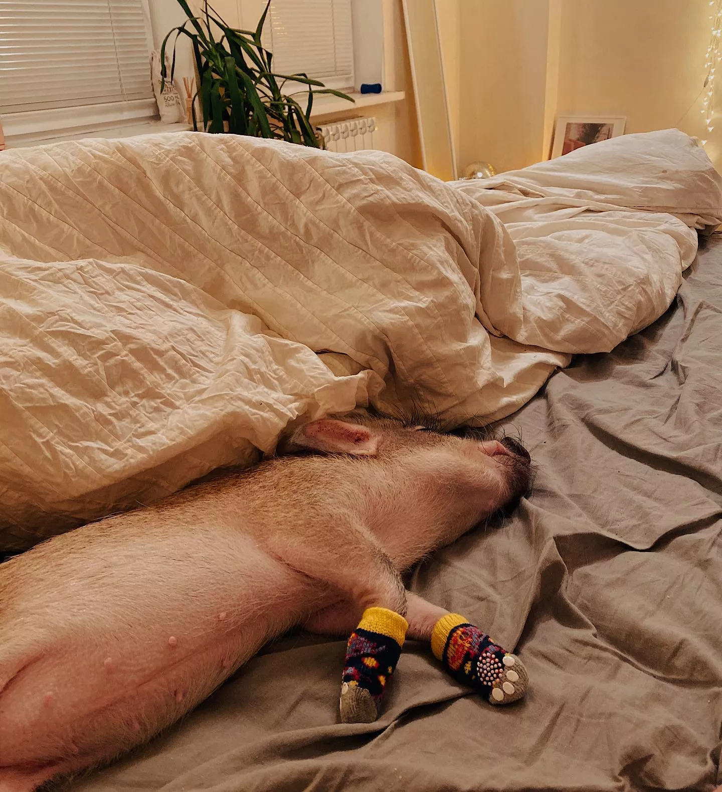 Милі та курйозні фото свинки Джузеппи