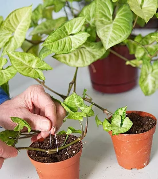 Як розмножувати рослини / Фото: pinterest 