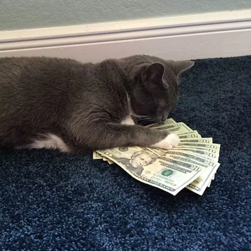 Смішні коти, які люблять гроші та вміють їх рахувати