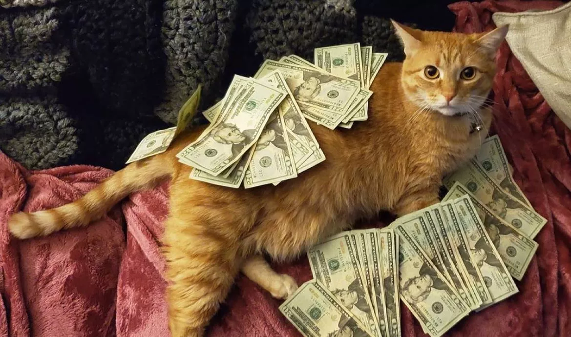 Смішні коти, які люблять гроші та вміють їх рахувати