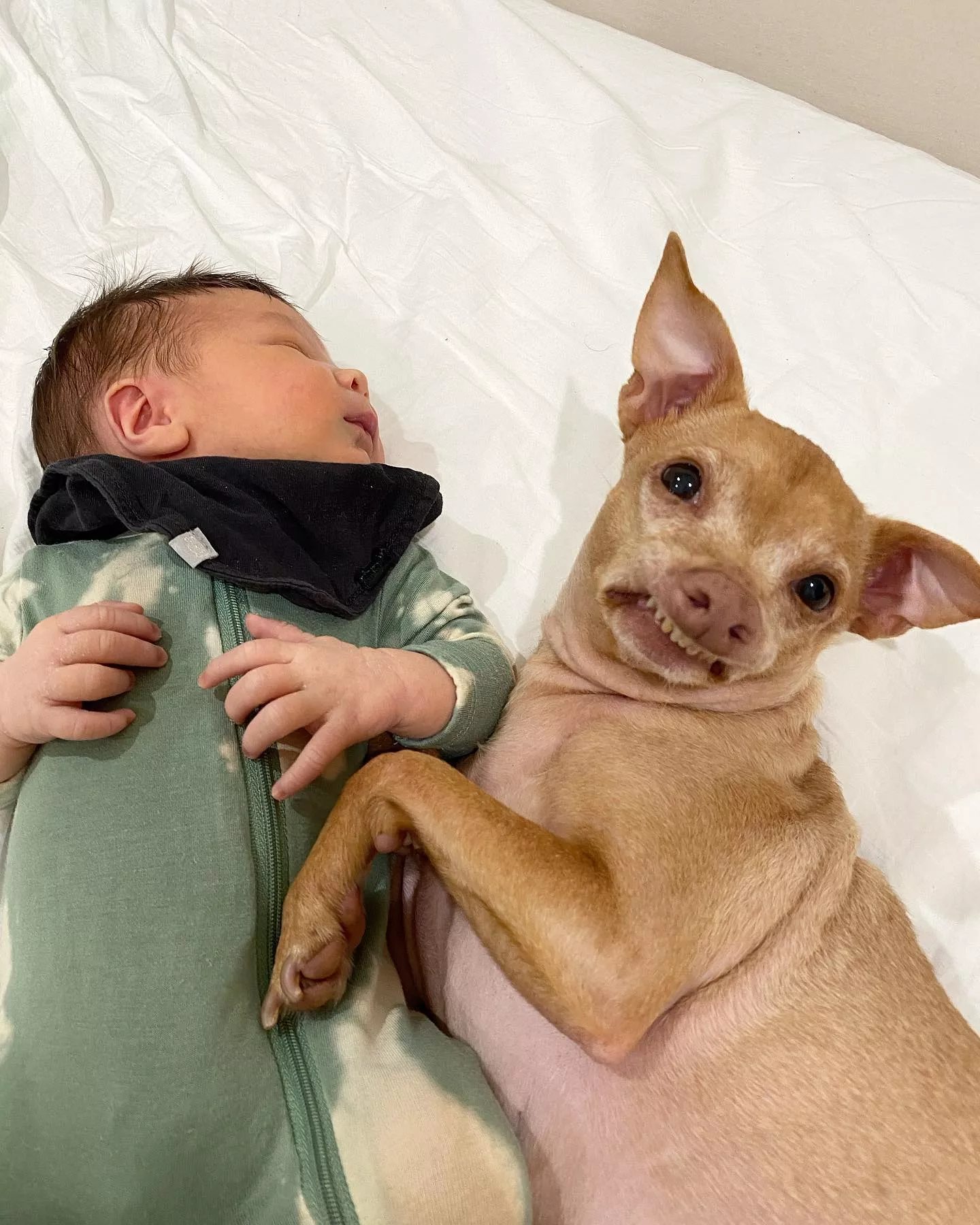 Курйозні фото Туни – найсмішнішого пса в Instagram