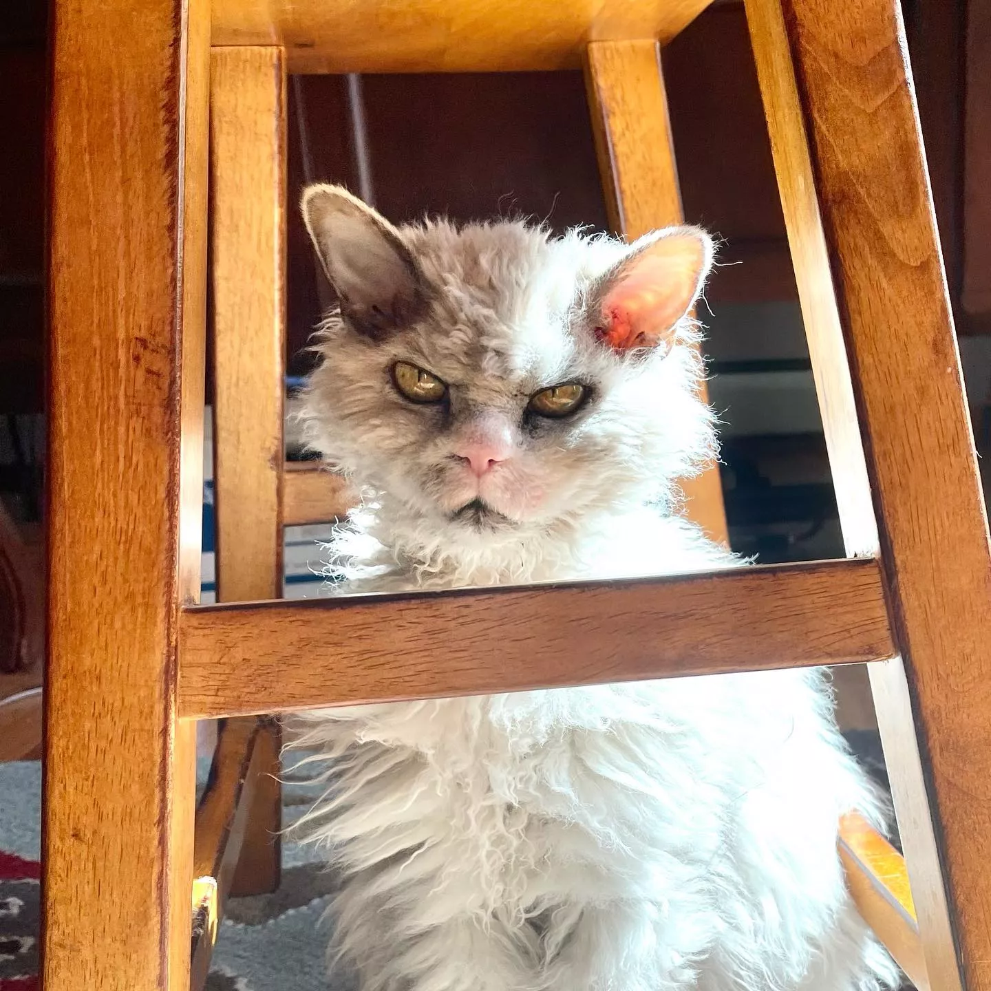Смішний кіт Помпус з поглядом серійного вбивці