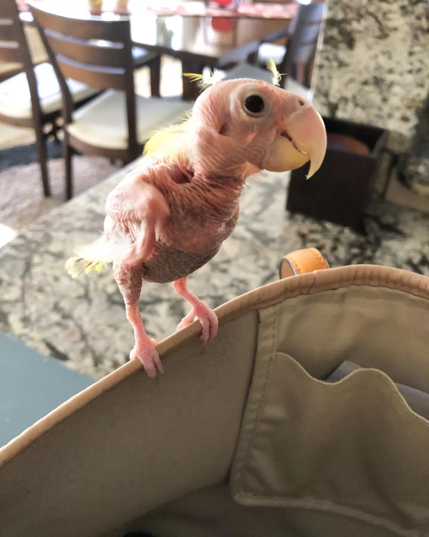 Курйозні фото та відео лисого папуги Блонді