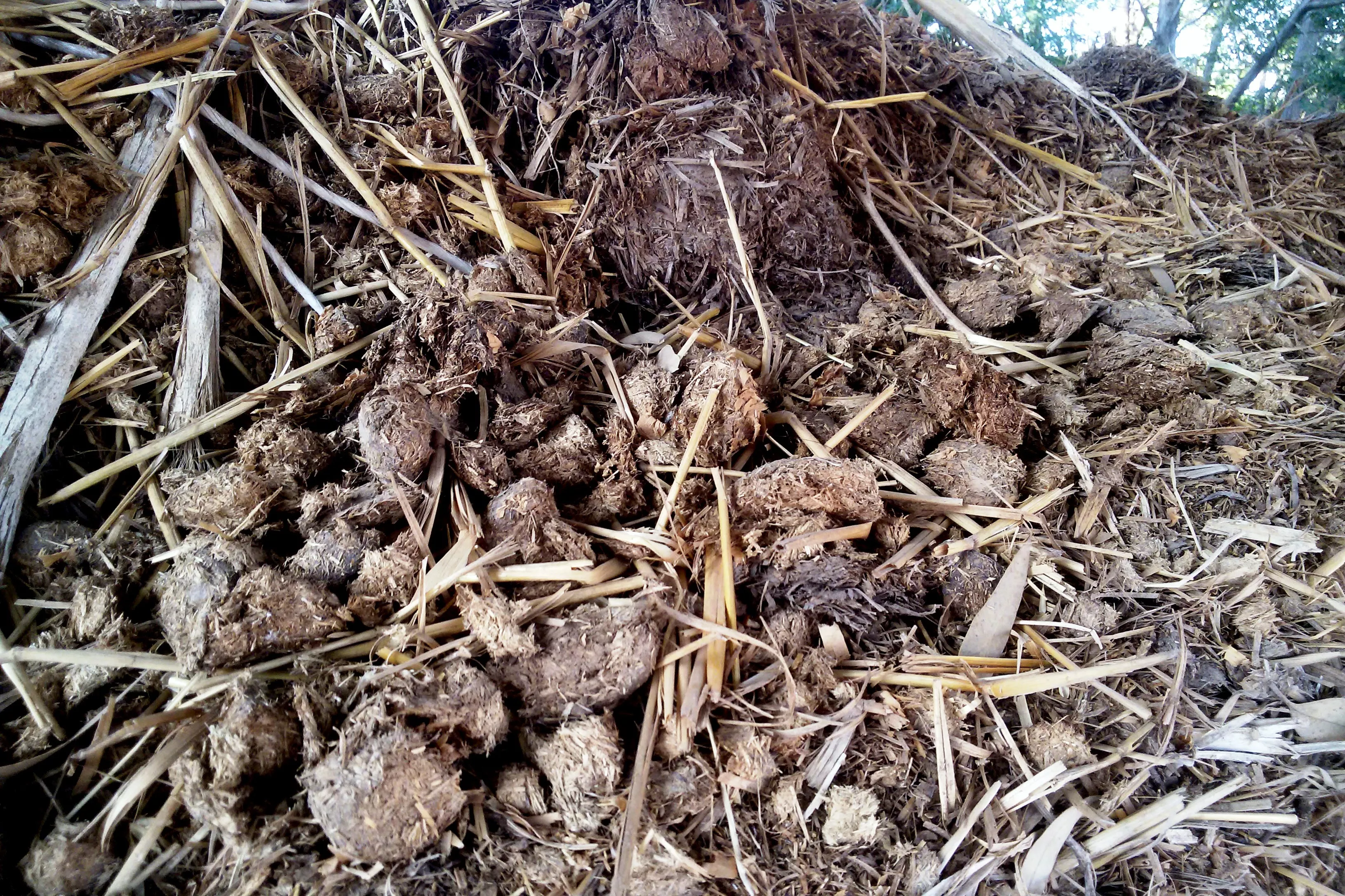 Небезпечні добавки в ґрунт для розсади / Фото: wikipedia.org 