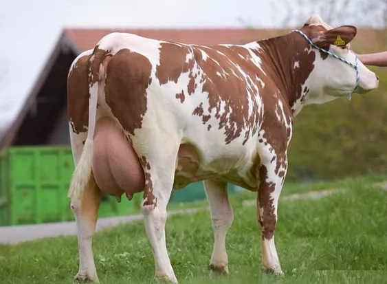 Як вибрати корову / Фото: pinterest 