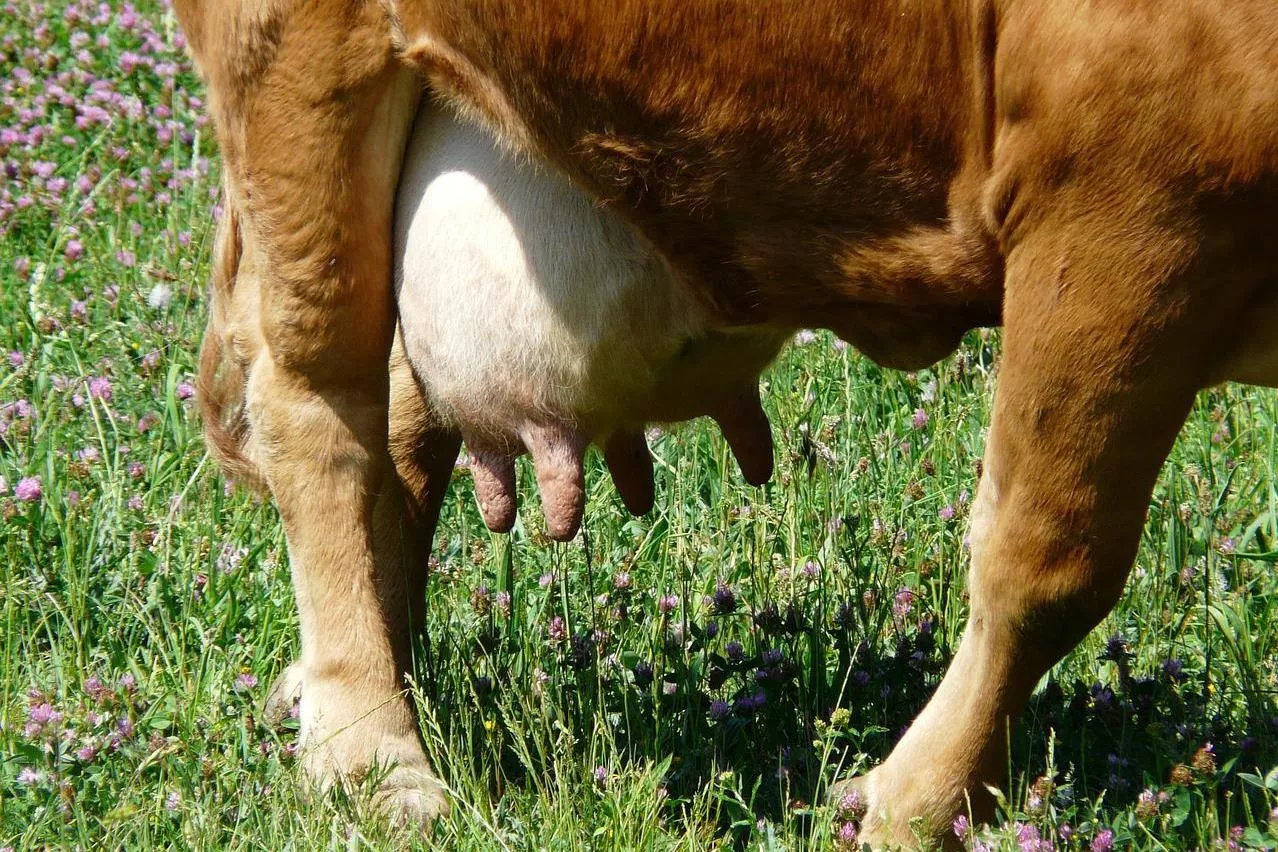 Плюси корови у господарстві / Фото: pixabay 