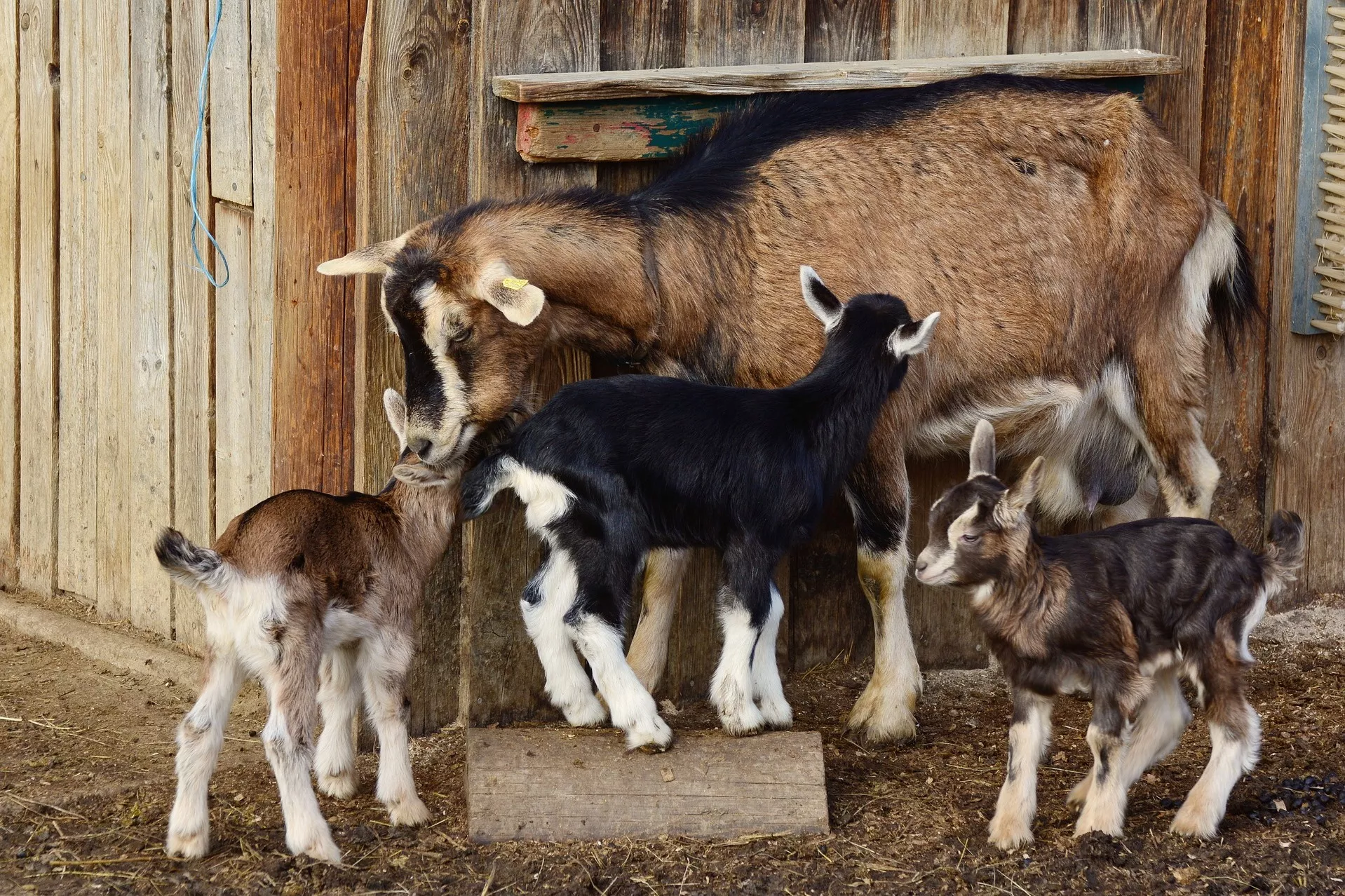 Переваги кози у господарстві / Фото: pixabay 