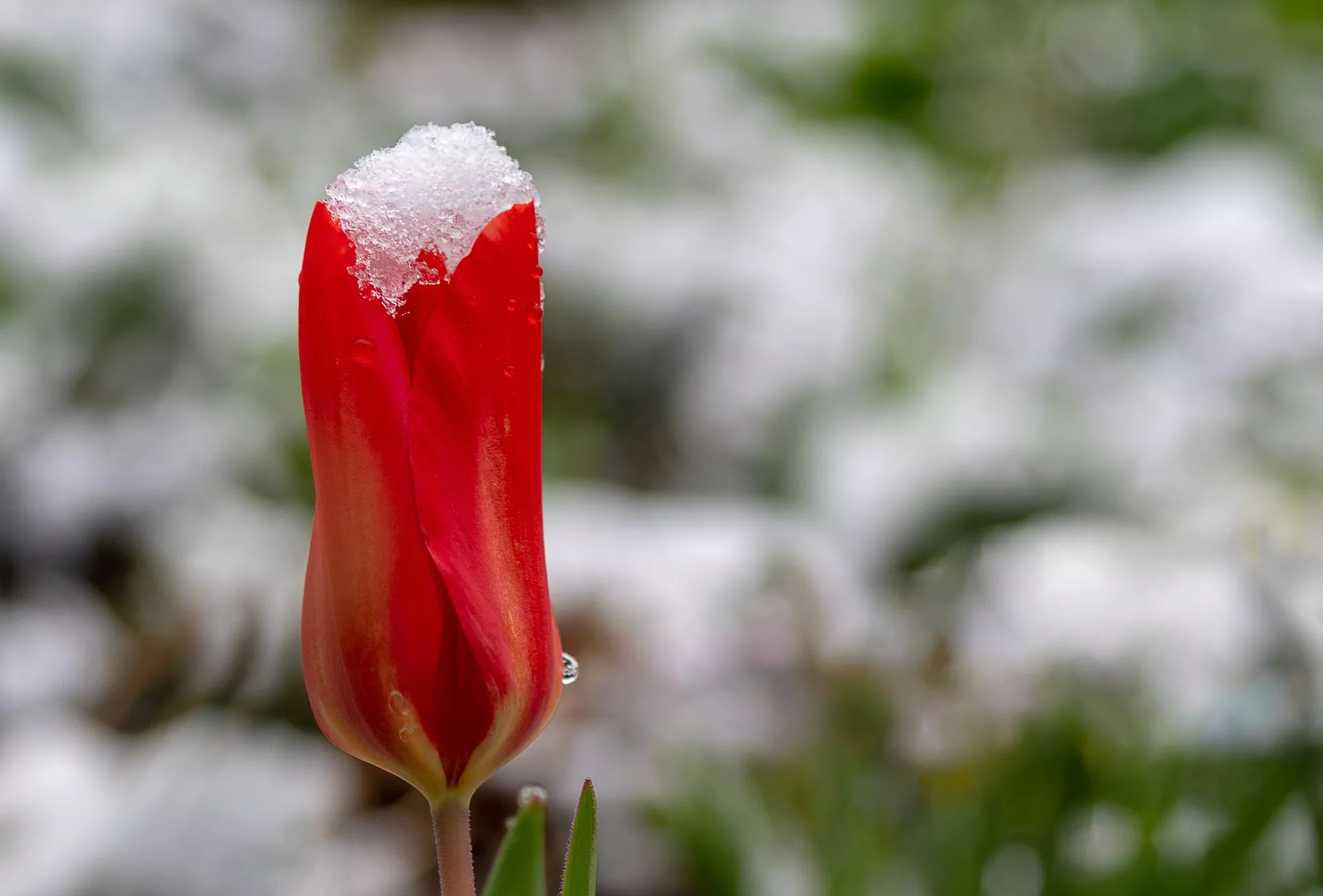 Как уберечь тюльпаны от морозов / Фото: pixabay