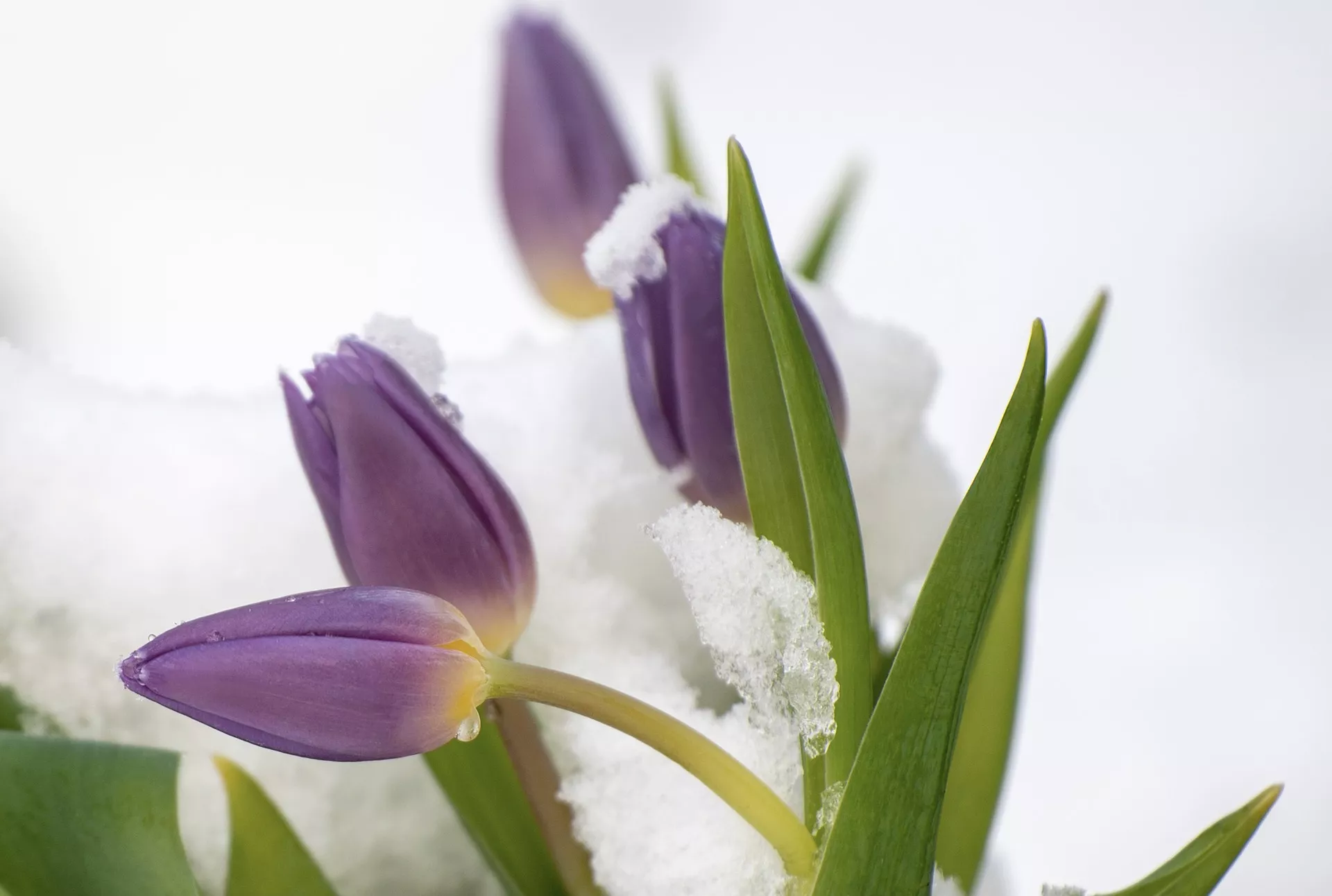 Как уберечь тюльпаны от морозов / Фото: pixabay