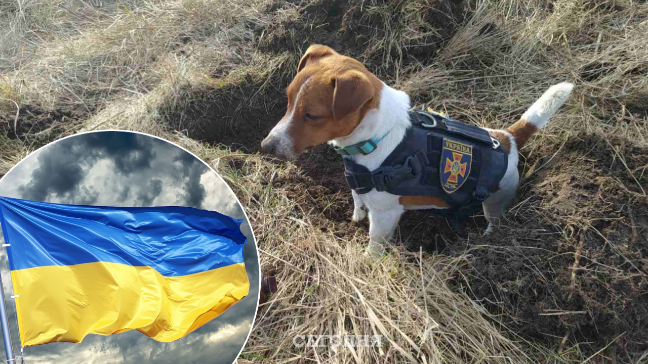 Знакомьтесь, пес Патрон, который служит в команде черниговских пиротехников  - Fun | Сегодня