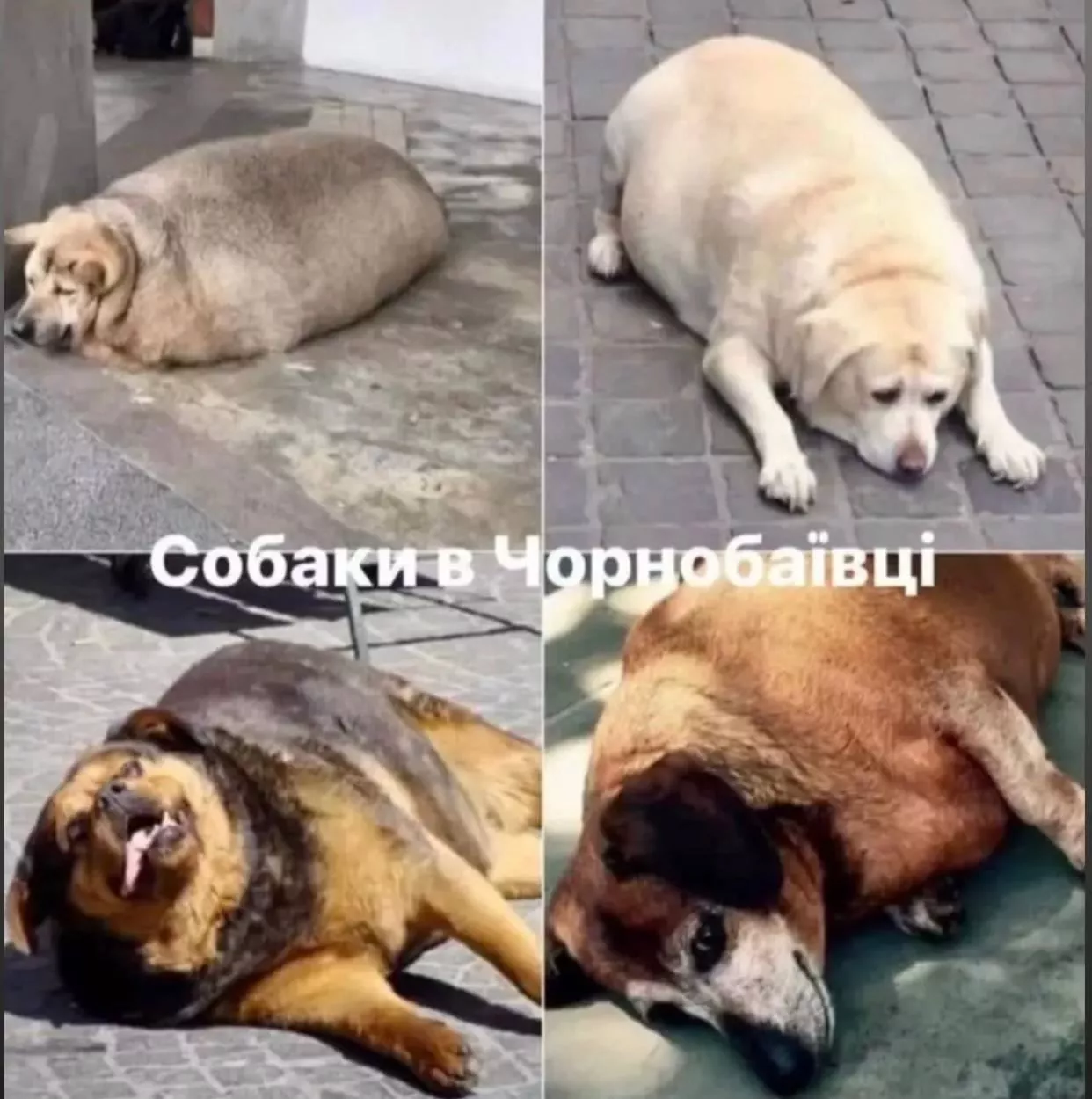 Мемы о Чернобаевке, которые бы оценил Зеленский