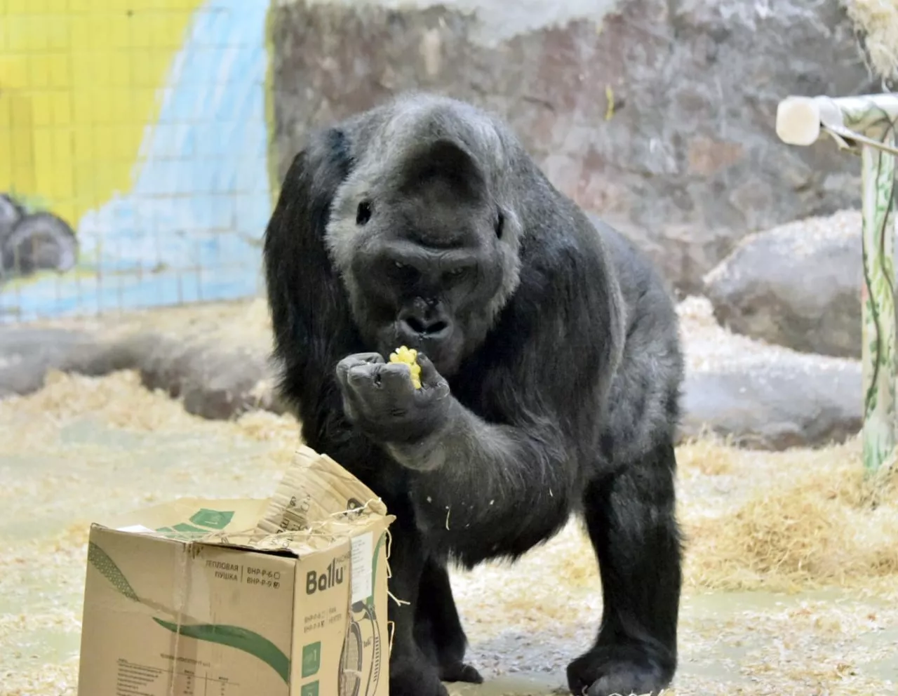 Для гориллы Тони  привезли ананасы/ фото Киевский зоопарк