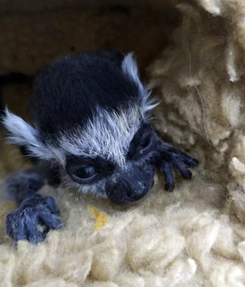 Малыш лемура родился очень слабым и не мог держаться за маму / фото Киевского зоопарка
