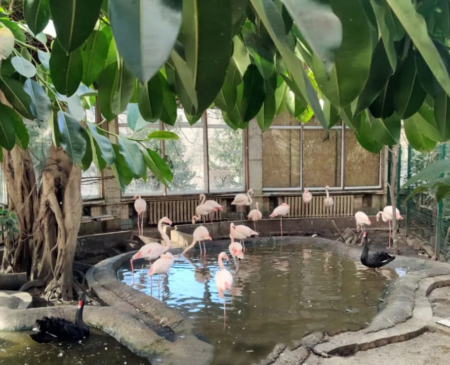 Птицы также находятся в своих вольерах / фото Киевского зоопарка
