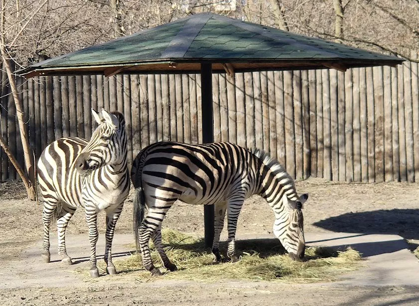 Зебры очень бояться взрывов и сигналов воздушной тревоги / фото Киевский зоопарк