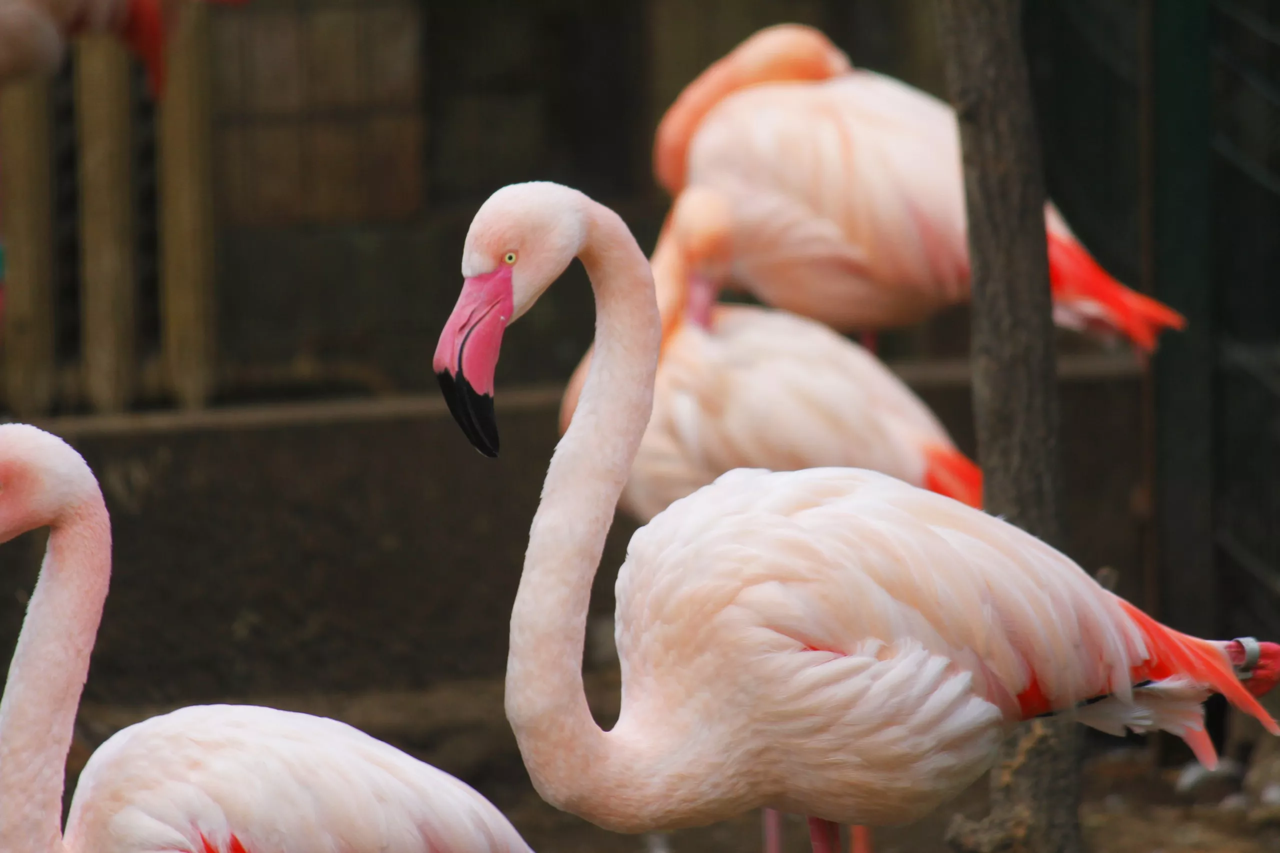 Птицам хочется  спокойствия и тишины / фото Киевский зоопарк