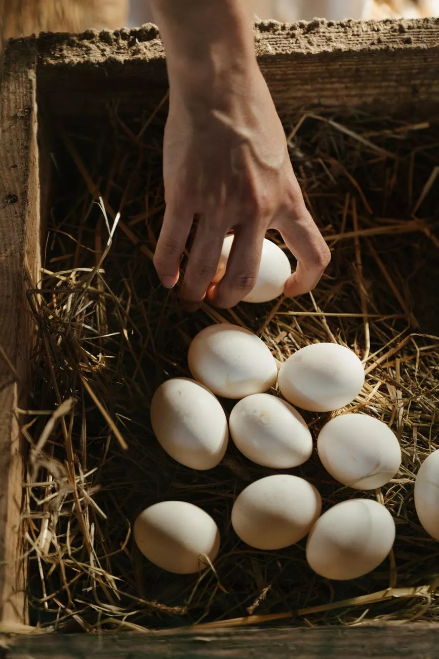 Яйца для высиживания должны быть без видимых изъянов