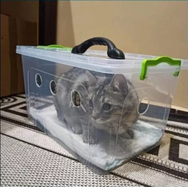 Переноска для кошек в контейнере / Фото: pinterest