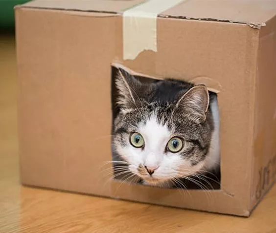 Кошку можно перевозить в ящике / Фото: pinterest