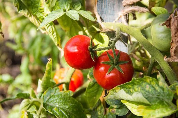 Коли сіяти розсаду помідорів / Фото: istockphoto