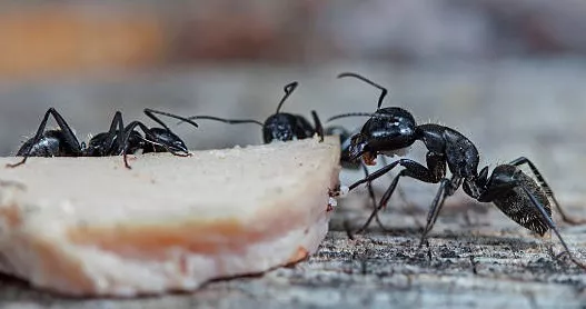 Отруйна приманка для мурах / Фото: istockphoto 