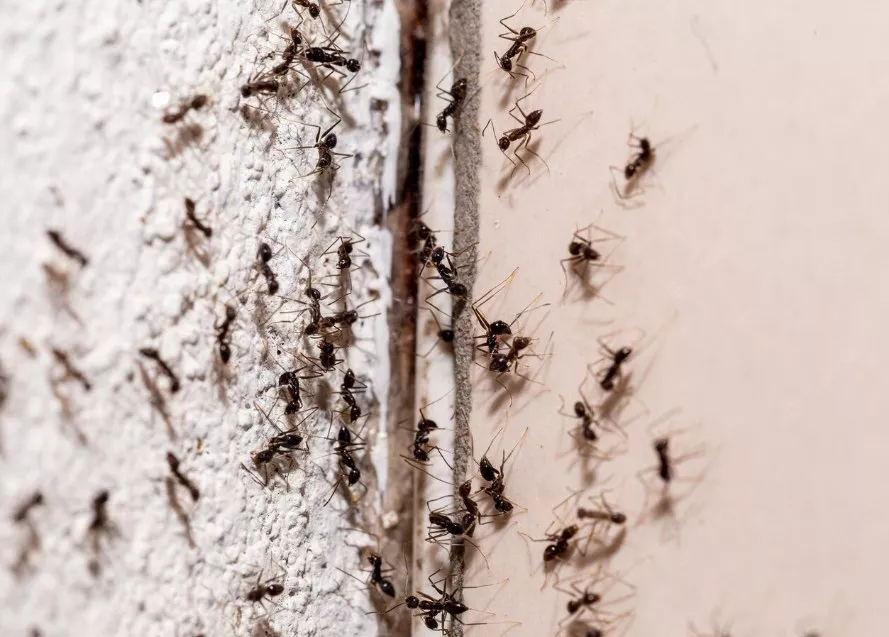 Засіб від домашніх мурах / Фото: freepik 