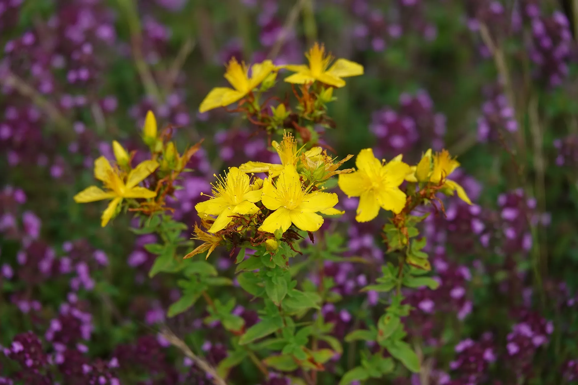 Багато бур'янів красиво цвітуть / Фото: pixabay 