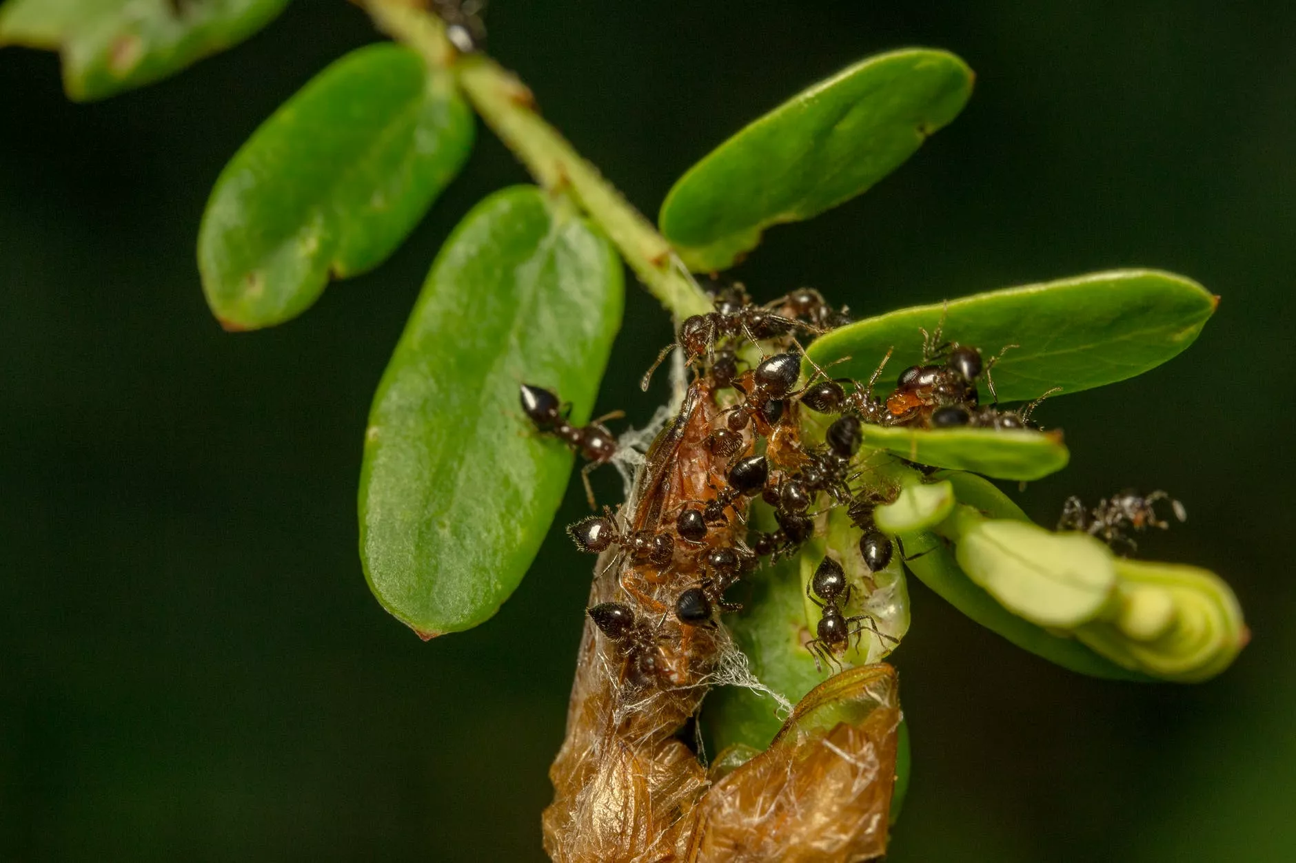 Розчин проти мурах потрібно лити в мурашник і на грядки