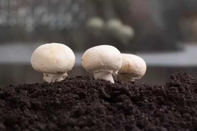 Первые грибы растут группами / Фото: pinterest