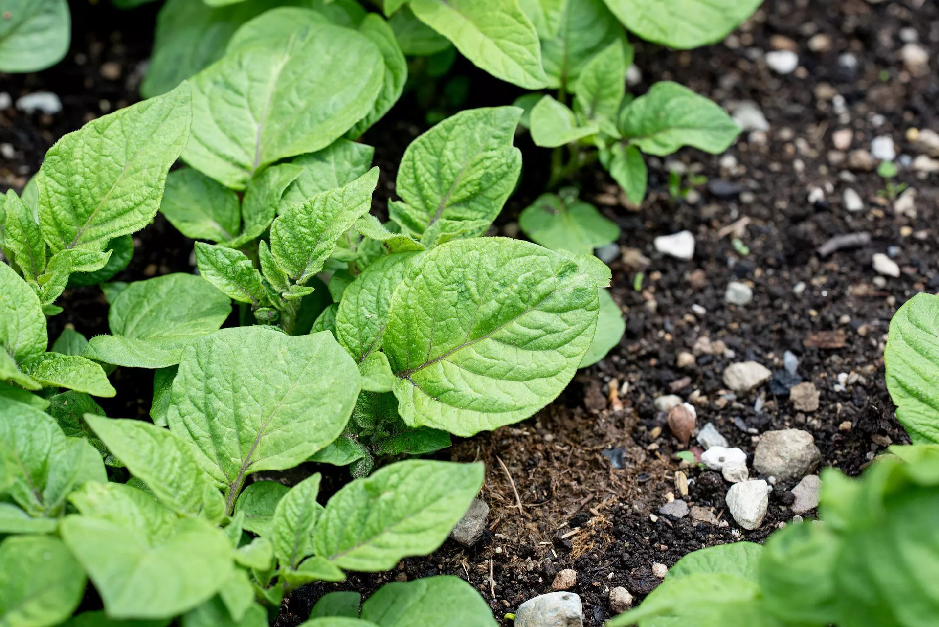 Хорошая почва для картофеля / Фото: pixabay